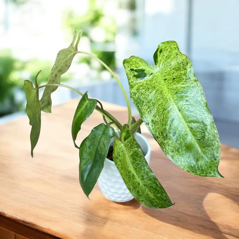 2 Long Leaf Philodendron Live Plant 5-9" Tall, Rare Tropical Indoor Houseplant Home Garden