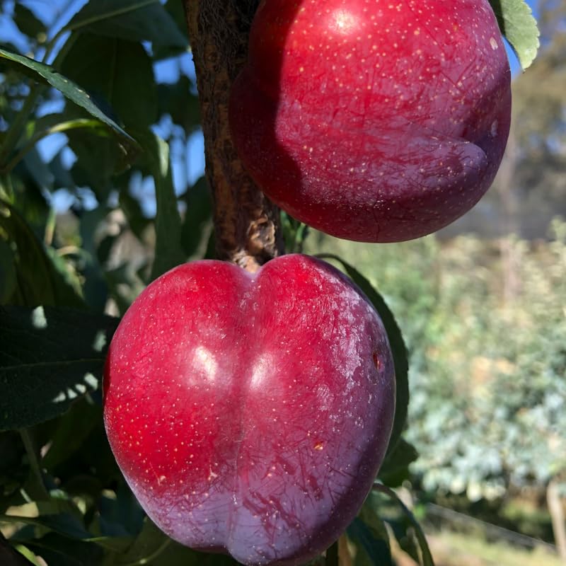 2-3 Feet Santa Rosa Plum Tree Live Plant, No Pot, Plum Tree for Planting, Cannot Ship to CA