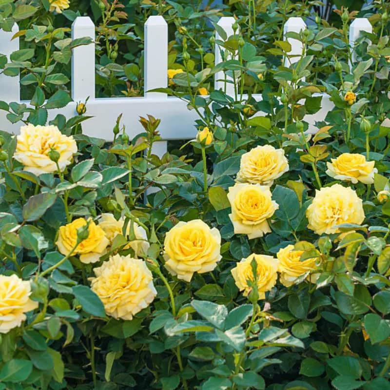 Yellow Mini Rose Plant Live, Miniature Rose Bush in 3" Pot, Indoor Outdoor Flowering Plant, Compact Live Rose for Gifts and Gardens