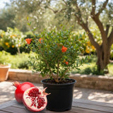 Sweet Pomegranate Live Plant 8-10 Incch Tall, 4 Inches Pot, Red Pomegranate Plants Live, Edible Fruit Bearing Tree for The Patio and Garden