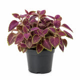 Purple Swedish Ivy Live Plants in 4'' Pot, Hardy Ivy Vine Plant for Trellis, Ground Cover, Live Indoor Houseplants