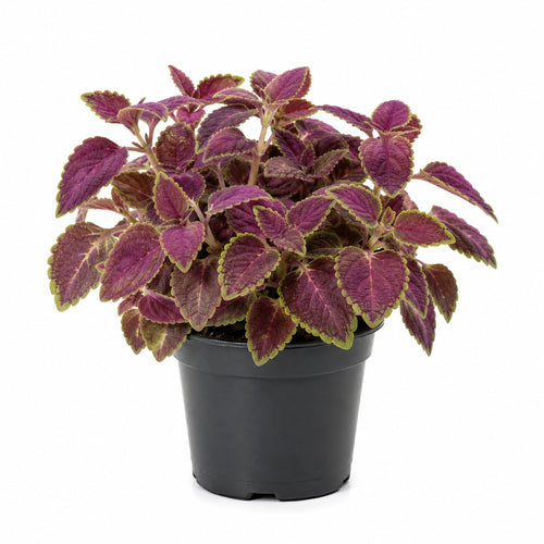 Purple Swedish Ivy Live Plants in 4'' Pot, Hardy Ivy Vine Plant for Trellis, Ground Cover, Live Indoor Houseplants