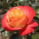 Rose Bush Live Plant - Climbing Rose Plant Live Shrub - Bareroot with Soil 7-10 Inch Tall - Fragrant Rose Flowers Heirloom Rose Shrub (Moment Orange Rose)
