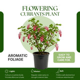 Live Pink Flowering Currant Plant 4-7nInch Tall, Flowering Currant Shrub with Spring Blooms, Ornamental Flowering Bush in Pot