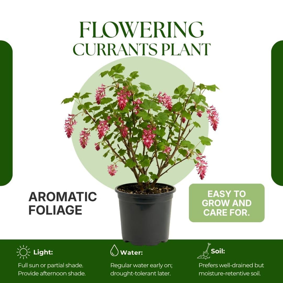 Live Pink Flowering Currant Plant 4-7nInch Tall, Flowering Currant Shrub with Spring Blooms, Ornamental Flowering Bush in Pot