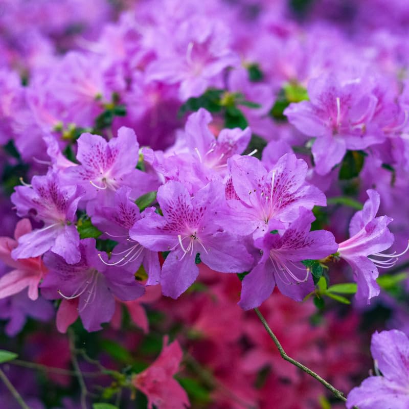 Purple Azalea Plant in 4 Inch Pot, 8-10 Inch Tall, Azalea Bush Rhododendron Like Flowering Shrub with Vibrant Spring Blooms for Garden and Containers