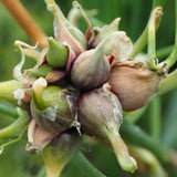 50 Walking Onion Seeds for Planting - Hardy Egyptian Onion Seeds, Perennial Heirloom Vegetable Plant Seed for Outdoor Garden
