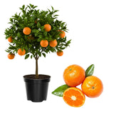 Seedless Navel Orange Tree Live Plant, 3 Years Old Sweet Orange Fruit, 3-4 Feet Tall, Ready to Harvest