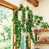 Hoya Hindu Rope Plant, Hoya Plants Live Houseplants, 4 Inch Pot, 4-7 Inches Tall, Trailing Houseplant for Indoor Décor and Hanging Baskets