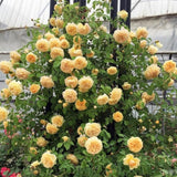 Sunrosa Bush Roses for Garden, Fragrant and Hardy Rose Plants for Outdoor Planting, No Pot, 5 to 9 Inc Tall Starter Plant Well-Rooted, Yellow Blooms