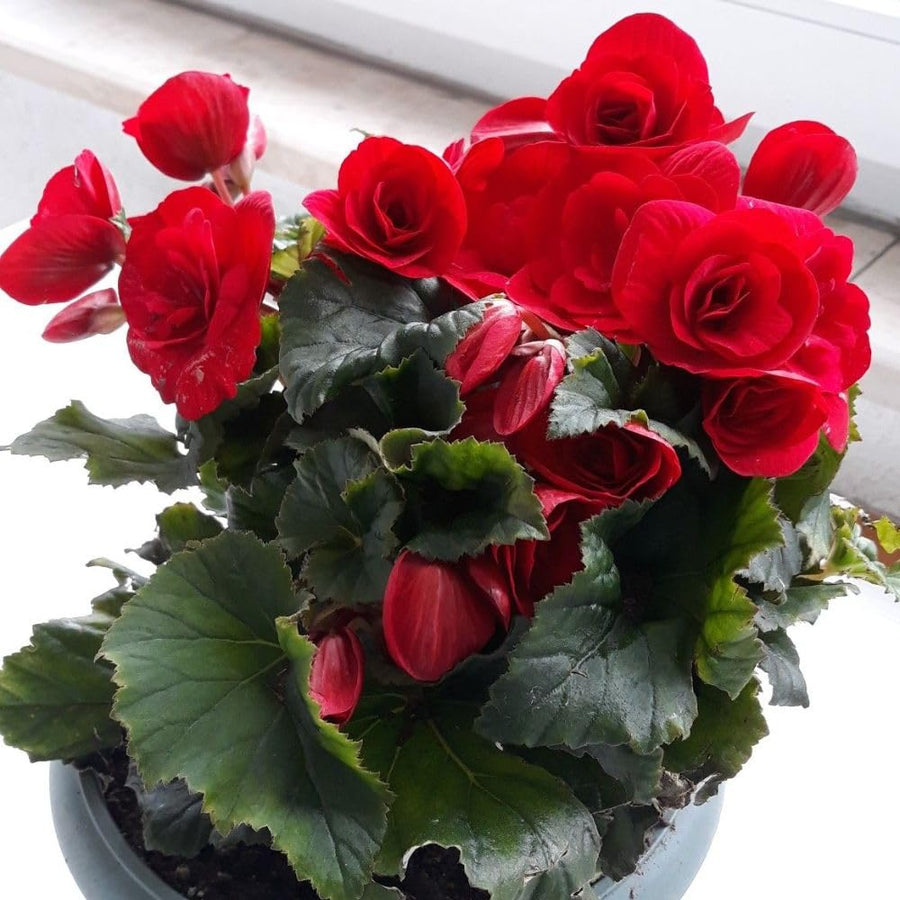 Red Begonia Live Plant, 3–6 Inch Tall, 4” Pot, Ornamental Foliage Begonia Plant, Colorful Indoor Houseplant for Home and Office Decor