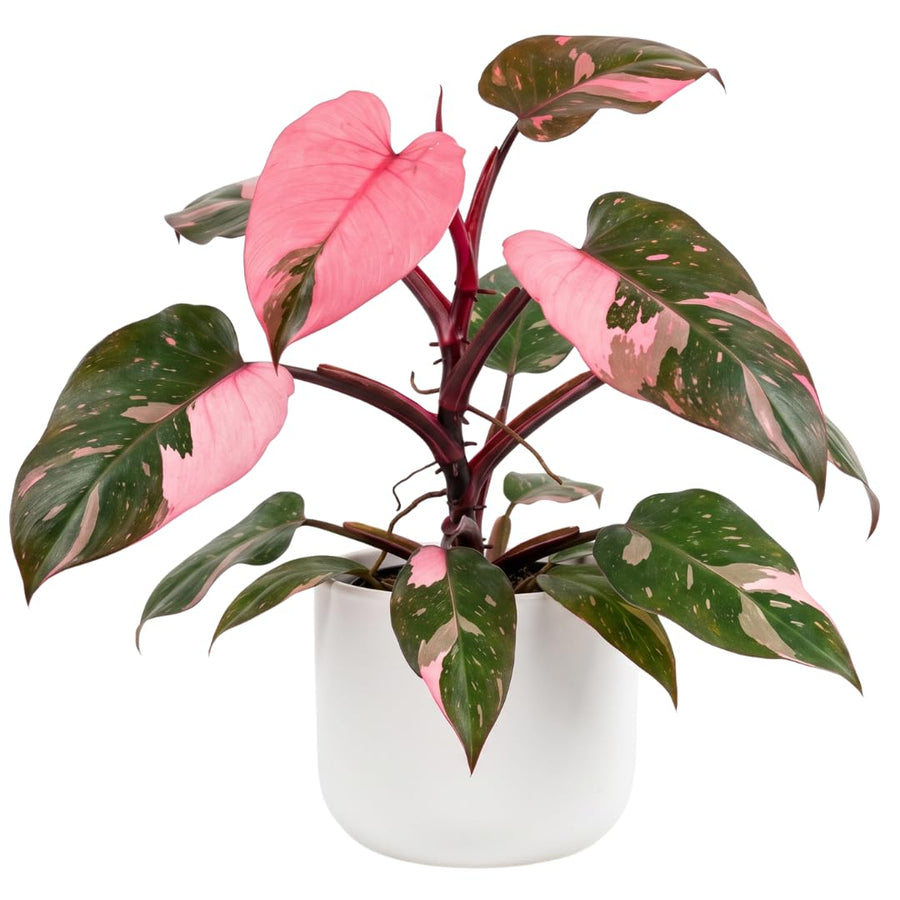 Set of 2 Live Pink Princess Philodendron Plant in 4 Inch Pot, Tropical Indoor Houseplants with Pink Variegated Foliage for Indoor Growing