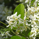Set 2 Star Jasmine Plants Live, Jasmine Starter Plugs 3-5 Inches, Fragrant Jasmines Trailing Vine for Garden or Container