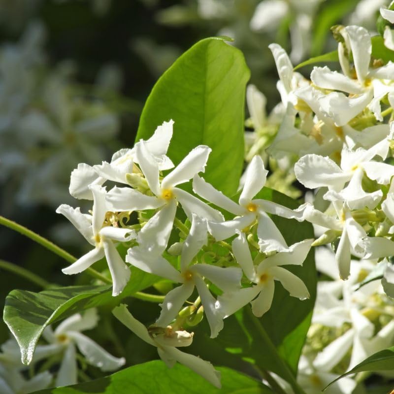 Set 2 Star Jasmine Plants Live, Jasmine Starter Plugs 3-5 Inches, Fragrant Jasmines Trailing Vine for Garden or Container