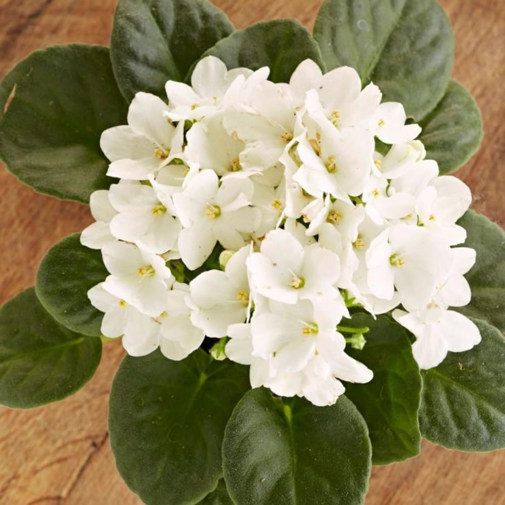 White African Violets Live Plant in 4" Pot, Starter African Violet for HouseplantIndoor Outdoor Home Decor