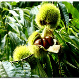 Horse Chestnut Live Tree Plant 4" Pot, Chestnut Plant Live, Hardy Ornamental Large Leaf Deciduous Tree for Garden