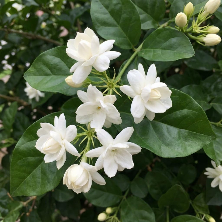 Live Sambac Jasmine Plant, Well Rooted Jasmine Vine in Gallon Pot, Extremely Fragrant, Hardy, Indoor Outdoor Planting