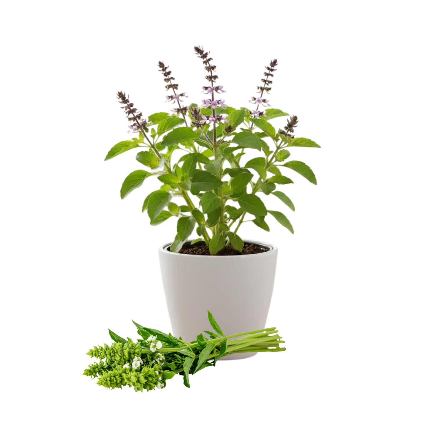 Holy Basil Live Plant in Half Gal Pot, Edible Basil Herb for Planting, Hardy, Perennial Herbs for Outdoor Garden, 8-12 Inches