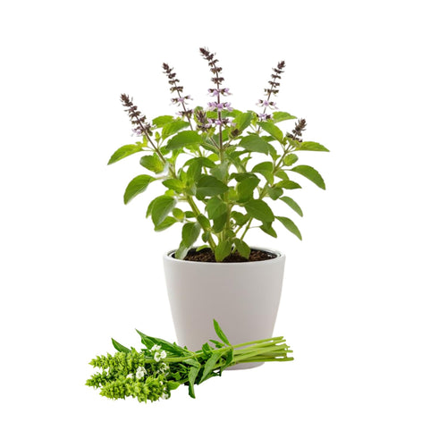 Holy Basil Live Plant in Half Gal Pot, Edible Basil Herb for Planting, Hardy, Perennial Herbs for Outdoor Garden, 8-12 Inches