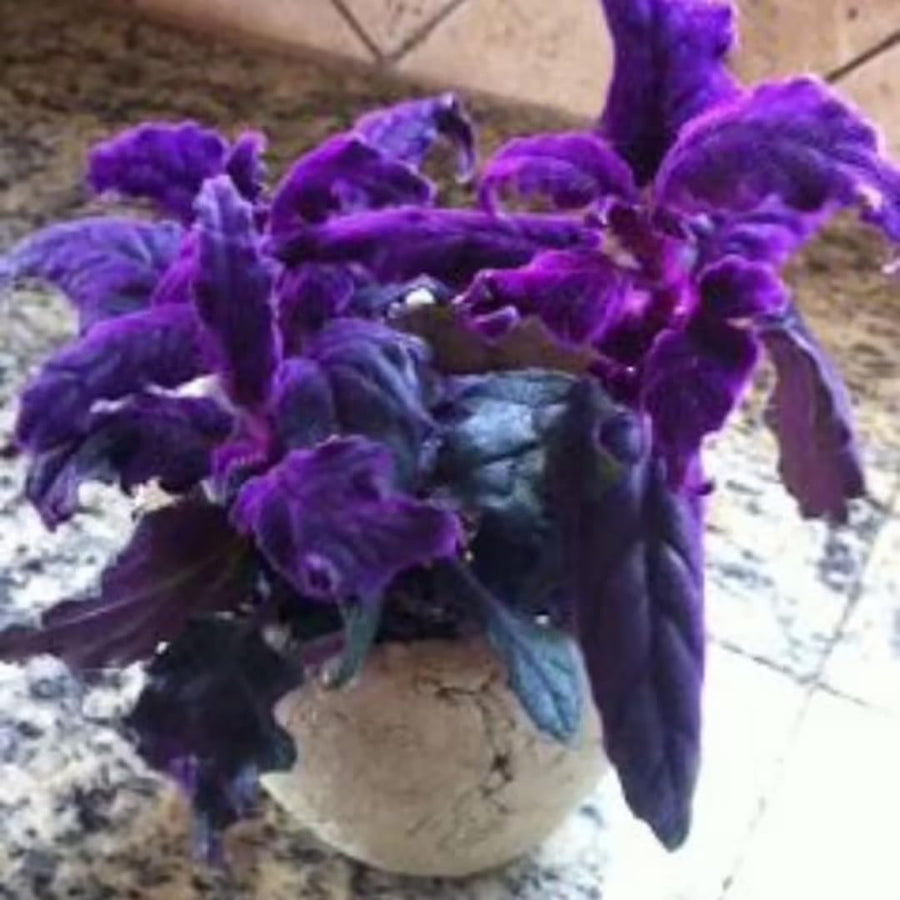 Gynura Plant Live, Purple Velvet Plant, Purple Passion Plants, 4in Potted, Indoor or Outdoor Planting