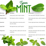 TANKDA Sets 2 Live Mint Plants Herb in 3.5" Pot, Fresh Common Mint for Indoor Outdoor Growing, Spring Planting, 5-9" in Tall