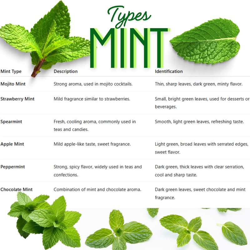 TANKDA Sets 2 Live Mint Plants Herb in 3.5" Pot, Fresh Peppermint for Indoor Outdoor Growing, Spring Planting, 5-9" in Tall
