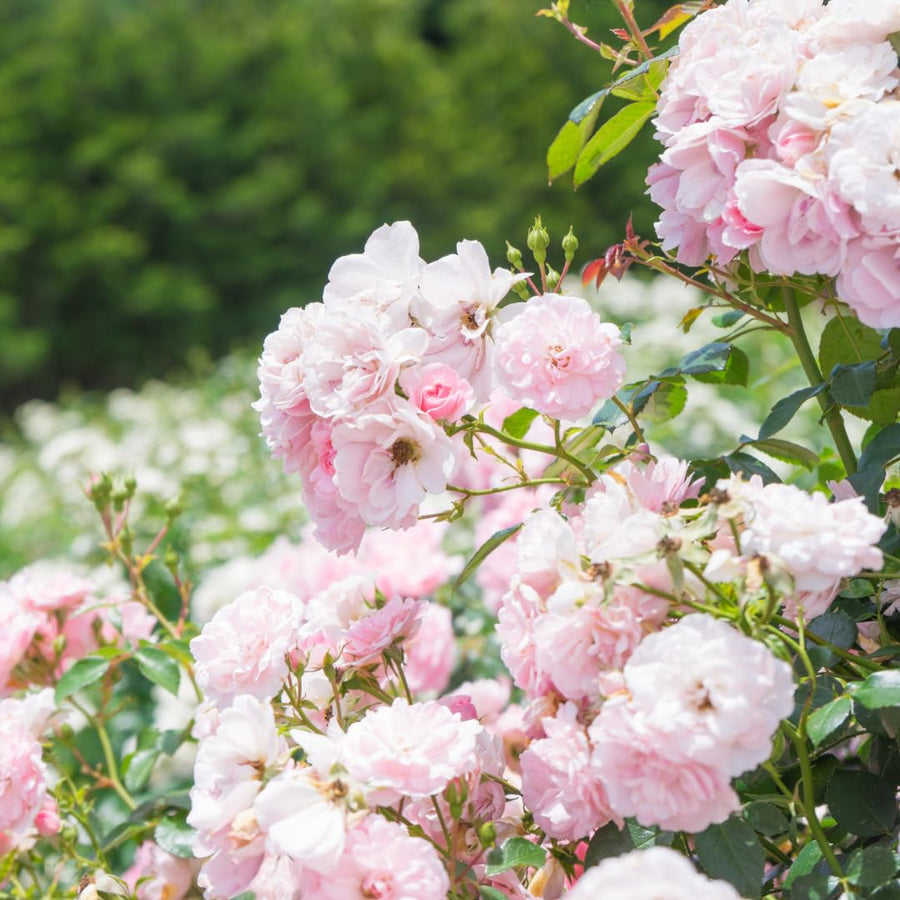 New Dawn Climbing Rose Live Plant, Fragrant Rose Bush Ready to Plants, Zone 5 to 9, Size 5 to 7 Inches and Bare Root
