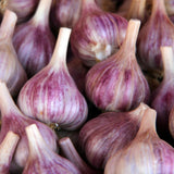 1 LB Jumbo Size Purple Garlic for Planting in Spring, Softneck Hardneck Garlic Bulbs for Planting, Fresh and High Yield, Cold Hardy, Fast-growing, 5-6 Bulbs Garlic
