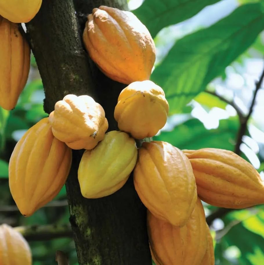 8" Cacao Tree Plant Live, High Yield Theobroma Cocoa Chocolate Trees Live Plants for Growing in Half Gallon Pot, No CA