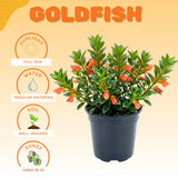 Goldfish Plants Live Houseplants, 4-7 Inches Tall in 4 Inch Pot, Trailing Goldfish Plant Live, Bright Orange Flowers Indoor Plant for Home Decor
