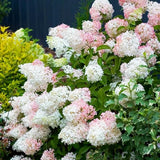 Hydrangea Tree Live Plant, Change Color, Vibrant Blooms, Outdoor Growing, Hardy and Ready to Plant, 6-12" in Tall (Pink White)