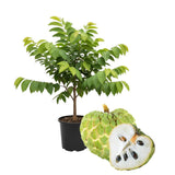 Live Sugar Apple Tree, Sweet Custard Apple Tree, Tropical Fruit Plant, 3-4 Feet Tall, Ready for Planting
