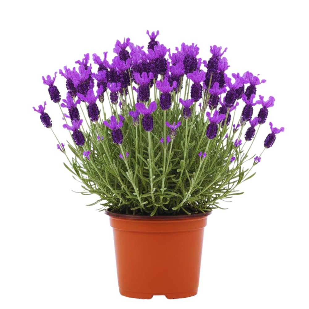 Purple Lavender Plant Live, Lavender Live Plant, Annual Flower Herbs Plant, Ready to Grow, 5 to 7 Inc Tall