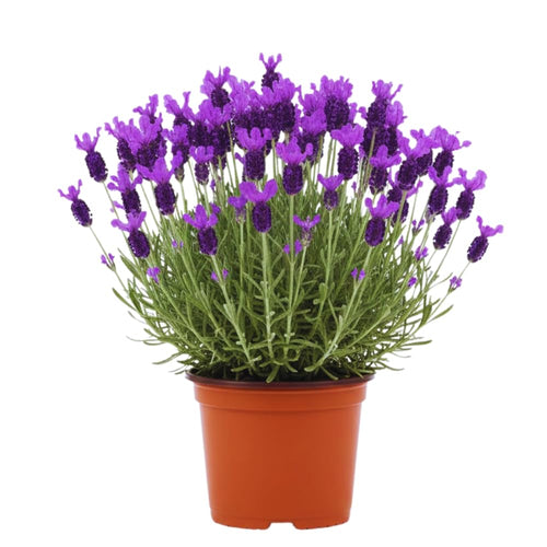 Purple Lavender Plant Live, Lavender Live Plant, Annual Flower Herbs Plant, Ready to Grow, 5 to 7 Inc Tall