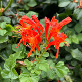 Orange Honeysuckle Plant Bush Live Shrub in 4" Pot for Outdoor Growing, Cold Hardy, Spring Planting