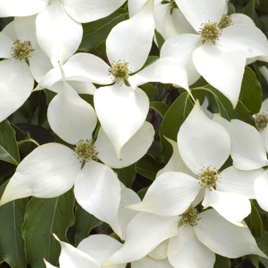 White Kousa Dogwood Tree Live Plant 1 Year Old in Quart Pot, 6-12" in Tall, Dormant in Winter, Spring Blooms