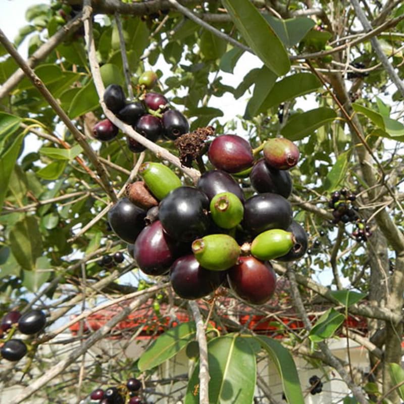 8"-14" Black Jambu Plum Tree Live Plant in Half Gallon Pot, Sweet Tropical Fruit for Outdoor Planting, No CA