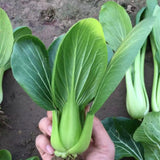 500+ Green Stem Pak Choi Seeds, Bok Choy Cabbage Seeds, Leafy Green Vegetable, Suitable for Home Garden Planting, Outdoor Growing Use