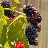 Set 2 Thornless BlackBerry Bushes Live Plants, Edible Blackberries Fruit Tree, 4-8 Inch, Outdoor and Container Growing - Arapaho