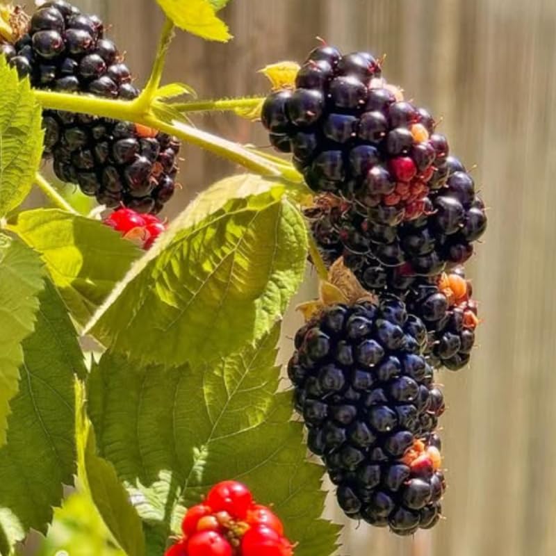 Set 2 Thornless BlackBerry Bushes Live Plants, Edible Blackberries Fruit Tree, 4-8 Inch, Outdoor and Container Growing - Arapaho