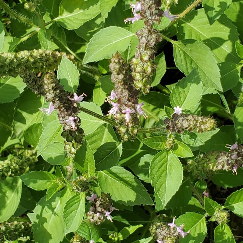 Set 9 Holy Basil Plants Live, Tulsi Basil Perennial Herb, 3-5 Inch Tall Live Herb Plants for Indoor or Outdoor Growing
