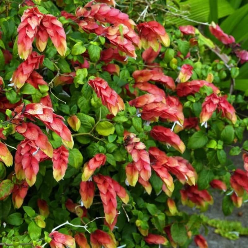 Red Shrimp Plant Live, 4-9" Tall, Tropical Houseplant Well-Rooted