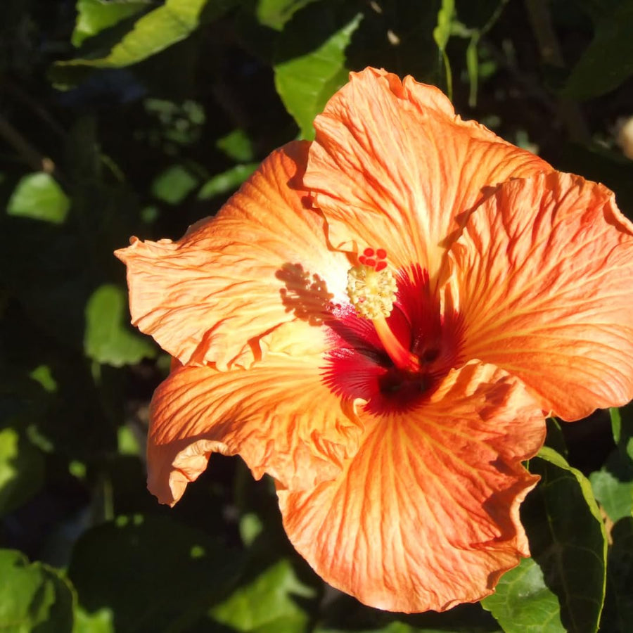 Set of 7 Hibiscus Cuttings for Planting, Tropical Flowering Plants, Ready to Grow, Suitable for Outdoor Garden or Containers (Orange Hibiscus)