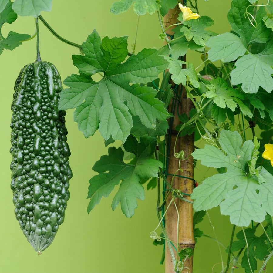 20 Long Bitter Melon Seeds for Planting, Green Bitter Gourd Vegetable Seeds for Home Garden, Vegetable Vine Plants Seed