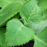2 Herbs Cuban Oregano Live Plants Very Well-Rooted, Ready to Plant Outdoor Indoor, Vegetables Mexican Mint or Spanish Thyme