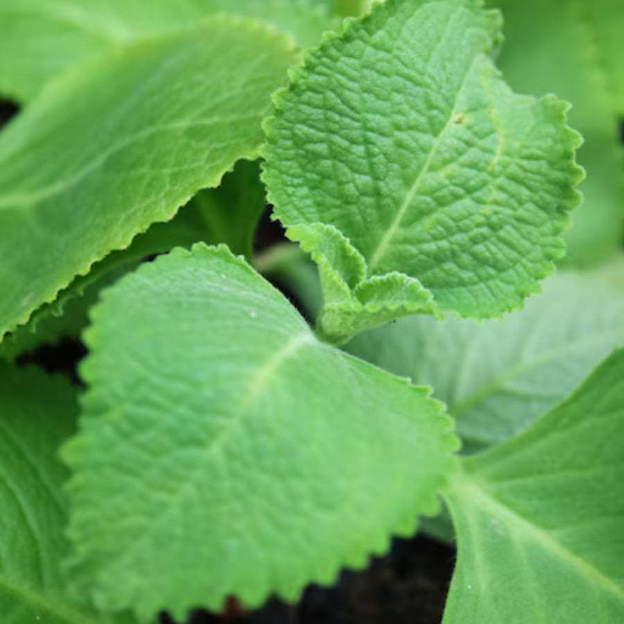 2 Herbs Cuban Oregano Live Plants Very Well-Rooted, Ready to Plant Outdoor Indoor, Vegetables Mexican Mint or Spanish Thyme