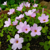 Oxalis Plant Live, Shamrock Spring Flower, 4 Inc Pot, Ornamental Oxalis Plant Live for Indoor Outdoor Garden, 4-8'' Tall (Purple)
