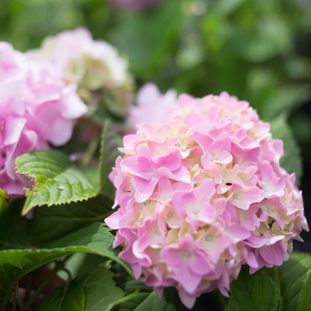 Pink to Blue Hydrangea Plant Live, 1 Year Old Tree Hydrangea, 6 Inc Tall, Cut Back, No Pot