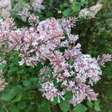 Miss Kim Lilac Shrub Live Plant, 6-12 Inch Tall, Quart Pot - Fragrant Spring Flowering Shrub, Syringa Plant for Outdoor Garden