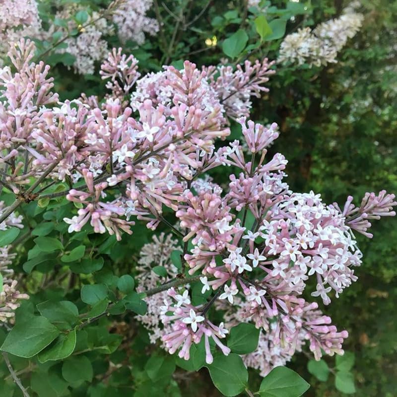 Miss Kim Lilac Shrub Live Plant, 6-12 Inch Tall, Quart Pot - Fragrant Spring Flowering Shrub, Syringa Plant for Outdoor Garden
